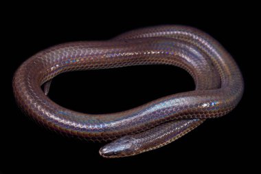 Xenopeltis unicolor. Güneş ışığı yılanı, Güneydoğu Asya 'da ve Endonezya' nın bazı bölgelerinde bulunan zehirli olmayan bir yılan türüdür. Siyah arkaplanda izole edildi