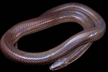 Xenopeltis unicolor. Güneş ışığı yılanı, Güneydoğu Asya 'da ve Endonezya' nın bazı bölgelerinde bulunan zehirli olmayan bir yılan türüdür. Siyah arkaplanda izole edildi