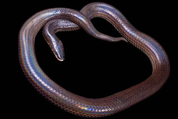 Xenopeltis Unicolor Häufige Namen Sonnenstrahl Schlange Ist Eine Ungiftige Sonnenstrahl — Stockfoto