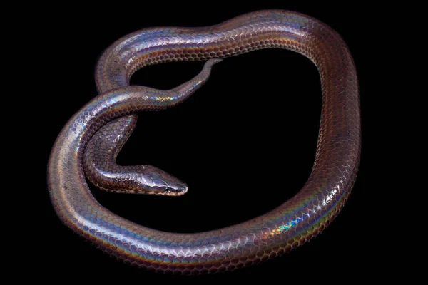 척수염 단두대입니다 Sunbeam Snake 동남아시아와 인도네시아 지역에서 발견되는 뱀이다 배경으로 — 스톡 사진