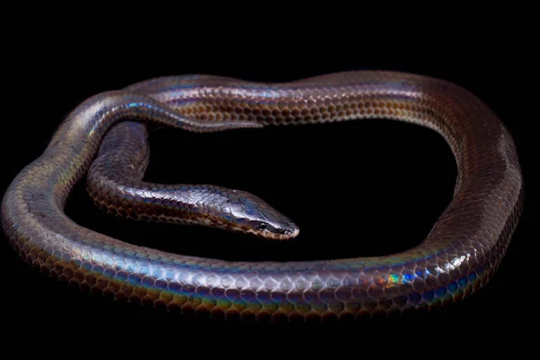 色彩艳丽的单色 常见名称 太阳光蛇 Sunbeam Snake 是一种非剧毒的太阳光蛇 见于东南亚和印度尼西亚的一些地区 在黑色背景上隔离 — 图库照片