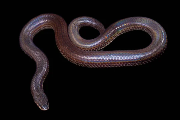 Xenopeltis Unicolor Common Names Sunbeam Snake Non Venomous Sunbeam Snake — Stock Photo, Image