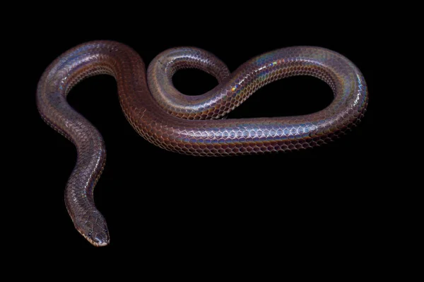 Xenopeltis Unicolor Veel Voorkomende Namen Zonnestraal Slang Een Niet Giftige — Stockfoto