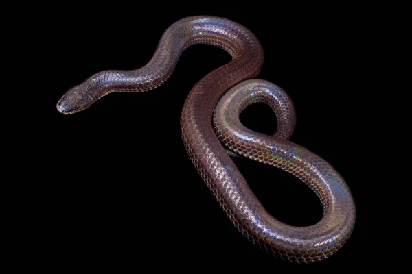 Xenopeltis unicolor. Güneş ışığı yılanı, Güneydoğu Asya 'da ve Endonezya' nın bazı bölgelerinde bulunan zehirli olmayan bir yılan türüdür. Siyah arkaplanda izole edildi