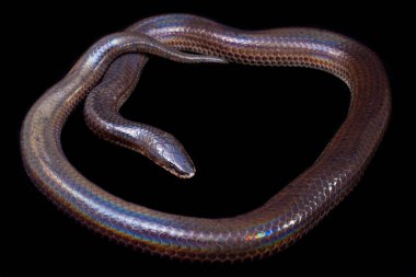 Xenopeltis unicolor. Güneş ışığı yılanı, Güneydoğu Asya 'da ve Endonezya' nın bazı bölgelerinde bulunan zehirli olmayan bir yılan türüdür. Siyah arkaplanda izole edildi