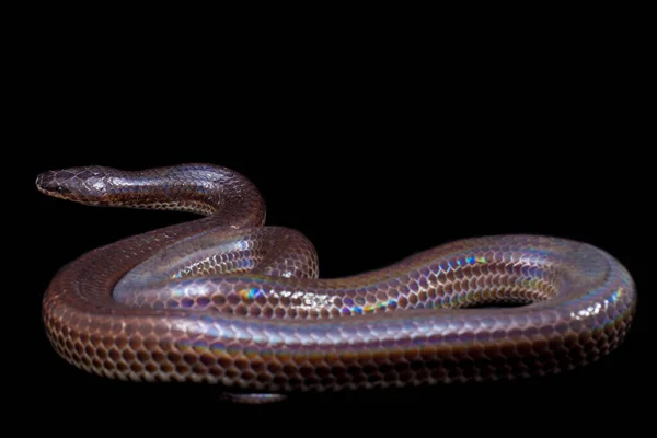 Xenopeltis Unicolor Güneş Işığı Yılanı Güneydoğu Asya Endonezya Nın Bazı — Stok fotoğraf