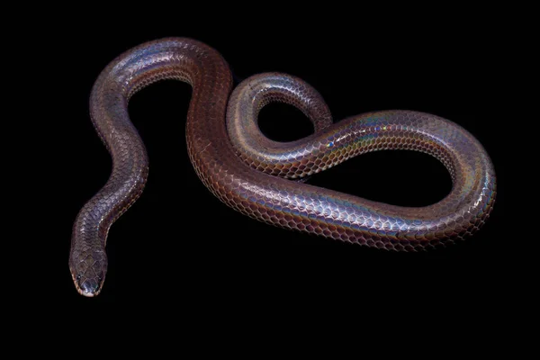 Xenopeltis Unicolor Veel Voorkomende Namen Zonnestraal Slang Een Niet Giftige — Stockfoto