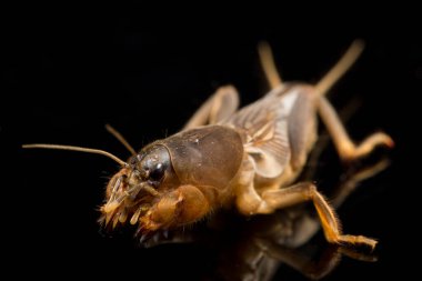Köstebek cırcırböceği siyah arka planda izole edildi (Gryllotalpidae)