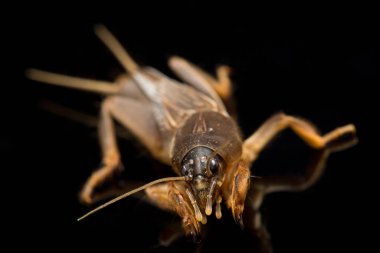 Köstebek cırcırböceği siyah arka planda izole edildi (Gryllotalpidae)