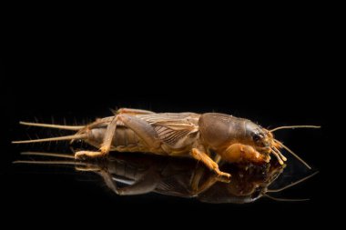 Köstebek cırcırböceği siyah arka planda izole edildi (Gryllotalpidae)