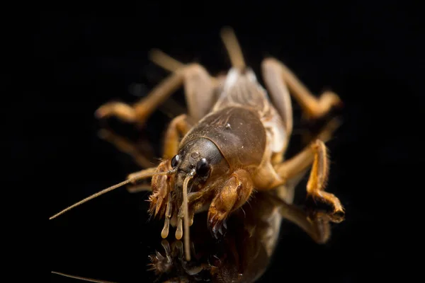 Grillon Taupe Isolé Sur Fond Noir Gryllotalpidae — Photo