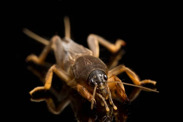 Mole Cricket Isolated Black Background Gryllotalpidae — Stock Photo, Image