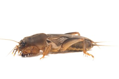 Köstebek cırcırböceği beyaz arka planda izole edildi (Gryllotalpidae)