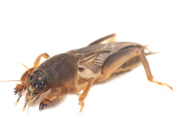 Köstebek cırcırböceği beyaz arka planda izole edildi (Gryllotalpidae)