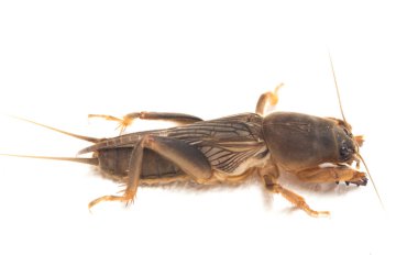 Köstebek cırcırböceği beyaz arka planda izole edildi (Gryllotalpidae)