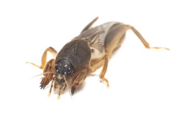 Grilo Toupeira Isolado Sobre Fundo Branco Gryllotalpidae — Fotografia de Stock