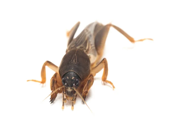 Grilo Toupeira Isolado Sobre Fundo Branco Gryllotalpidae — Fotografia de Stock