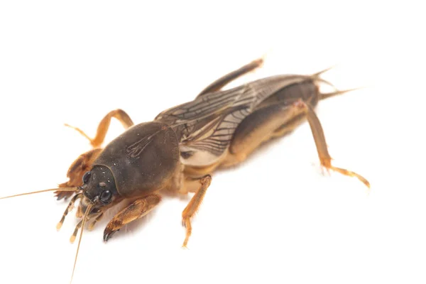 Grillo Topo Aislado Sobre Fondo Blanco Gryllotalpidae —  Fotos de Stock