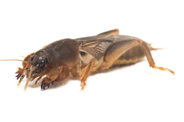 Grillo Topo Aislado Sobre Fondo Blanco Gryllotalpidae —  Fotos de Stock