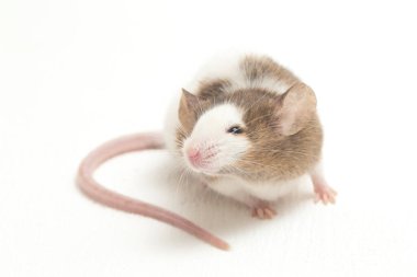 Gri Kahverengi beyaz fare beyaz arkaplanda izole