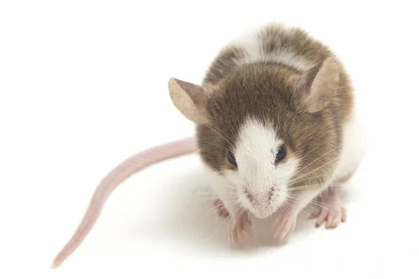 Graubraun Weiße Maus Isoliert Auf Weißem Hintergrund — Stockfoto
