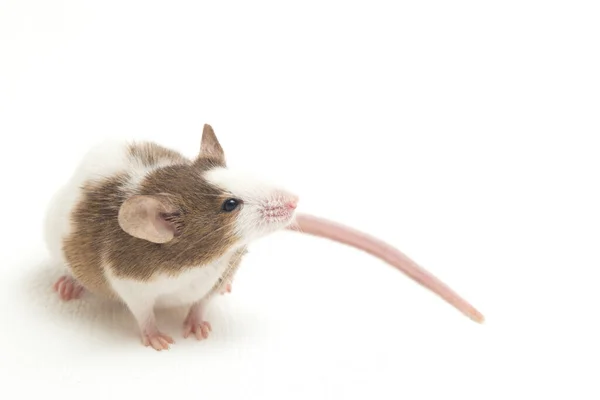 Graubraun Weiße Maus Isoliert Auf Weißem Hintergrund — Stockfoto