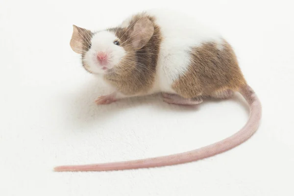 Ratón Blanco Marrón Gris Aislado Sobre Fondo Blanco —  Fotos de Stock