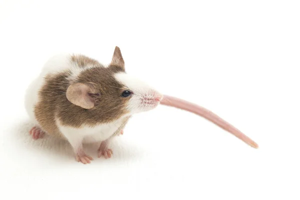 Braune Weiße Maus Isoliert Auf Weißem Hintergrund — Stockfoto