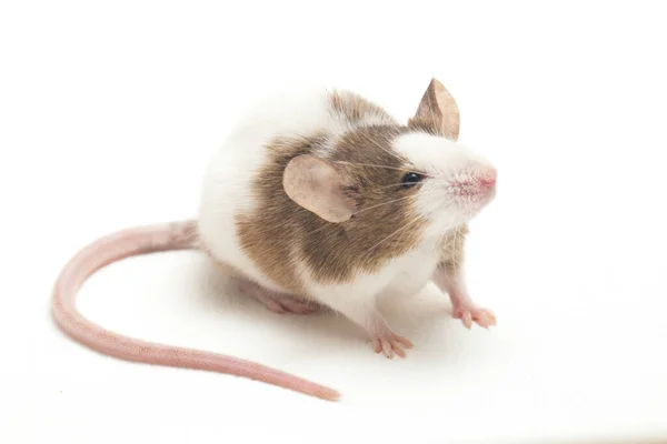 Braune Weiße Maus Isoliert Auf Weißem Hintergrund — Stockfoto