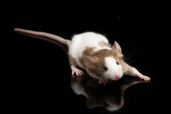 Ratón Blanco Marrón Aislado Sobre Fondo Blanco — Foto de Stock