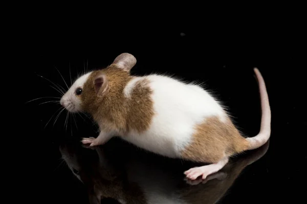 在白色背景上隔离的褐色白鼠 — 图库照片