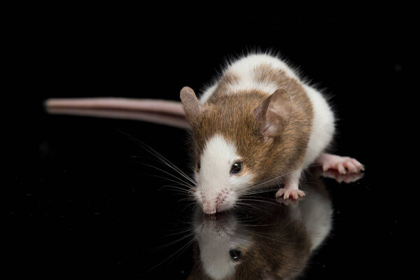 Brown white mouse isolated on white background