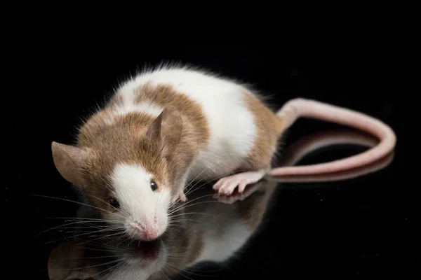 Brown white mouse isolated on white background