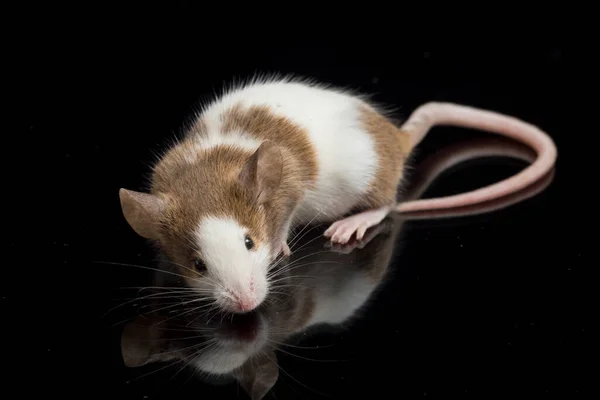 Ratón Blanco Marrón Aislado Sobre Fondo Blanco — Foto de Stock