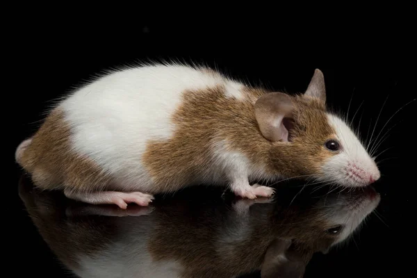 Ratón Blanco Marrón Aislado Sobre Fondo Blanco — Foto de Stock