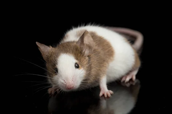 Braune Weiße Maus Isoliert Auf Weißem Hintergrund — Stockfoto