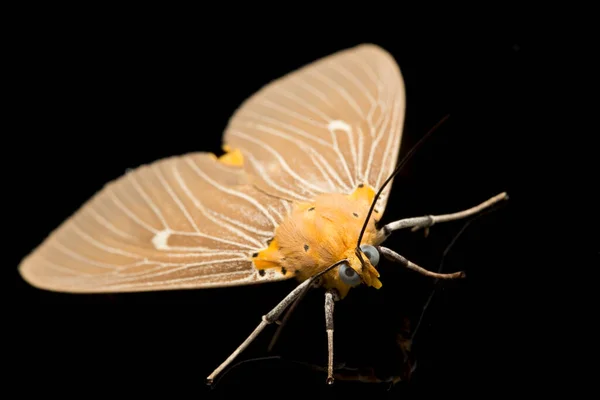 Asota Heliconia Egy Lepke Családban Erebidae Izolált Fekete Alapon — Stock Fotó