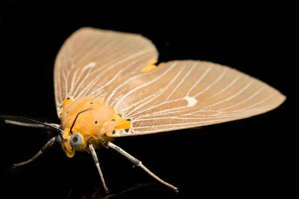 Asota Heliconia Метелик Родини Erebidae Ізольований Чорному Тлі — стокове фото