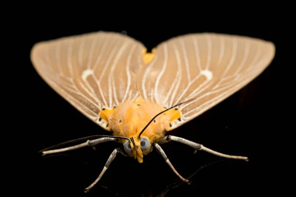 Asota Heliconia Uma Espécie Mariposa Gênero Asota Pertencente Família Arctiidae — Fotografia de Stock