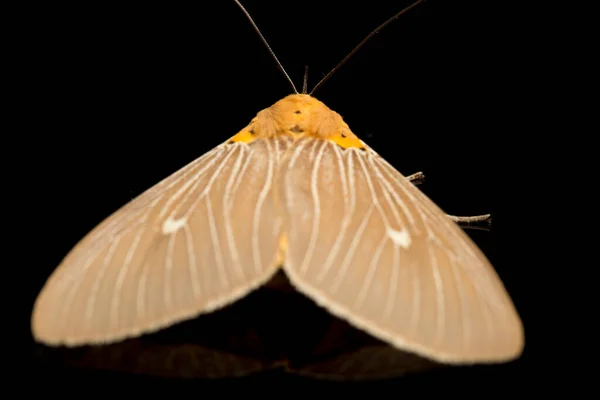 Asota Heliconia Una Polilla Familia Erebidae Aislada Sobre Fondo Negro —  Fotos de Stock