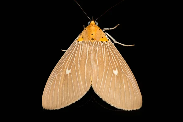 Asota Heliconia Est Papillon Famille Des Erebidae Isolé Sur Fond — Photo