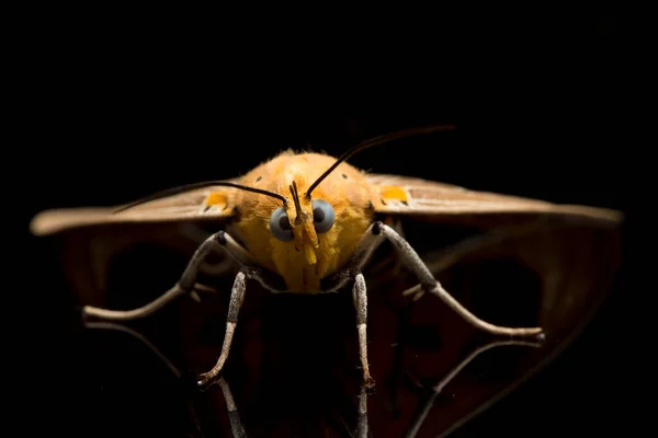 麻风蛾 Asota Heliconia 是家蛾中的一种 在黑色背景下被分离出来 — 图库照片