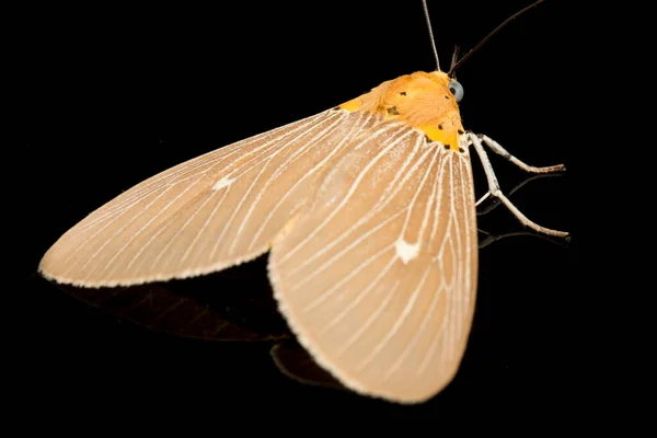 麻风蛾 Asota Heliconia 是家蛾中的一种 在黑色背景下被分离出来 — 图库照片