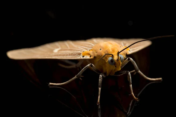 코니아 Asota Heliconia 속하는 나방으로 배경에 고립되어 — 스톡 사진