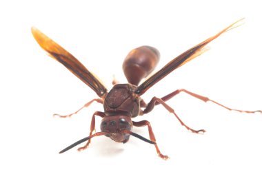 Polistes Carolina, Paper Wasp, Red Wasp beyaz arka planda izole edilmiş.