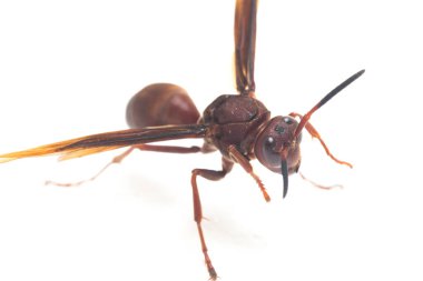 Polistes Carolina, Paper Wasp, Red Wasp beyaz arka planda izole edilmiş.