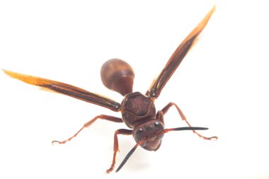 Polistes Carolina, Paper Wasp, Red Wasp beyaz arka planda izole edilmiş.