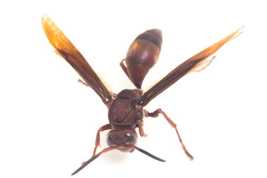 Polistes Carolina, Paper Wasp, Red Wasp beyaz arka planda izole edilmiş.