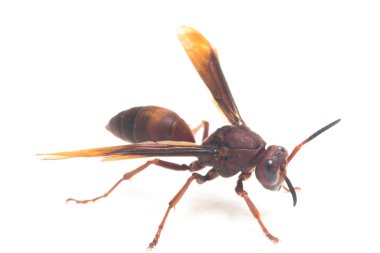 Polistes Carolina, Paper Wasp, Red Wasp beyaz arka planda izole edilmiş.