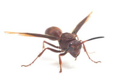 Polistes Carolina, Paper Wasp, Red Wasp beyaz arka planda izole edilmiş.
